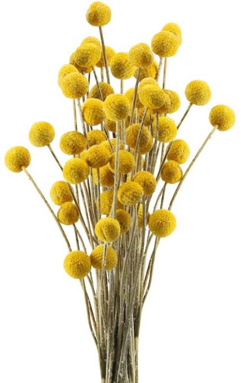 Billy buttons flowers dried