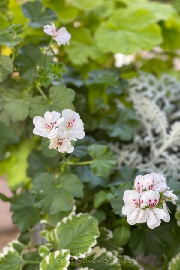 HOW TO MAKE BEAUTIFUL CONTAINER GARDENS WITH GERANIUMS - Home Styling Works