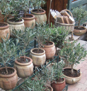 IN THE GARDEN
